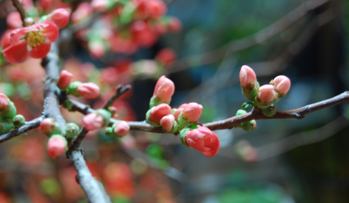 福井駅から徒歩5分の楽しくておしゃれなお花屋さん 花の店フルールホリ